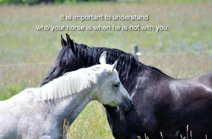 understand who your horse is.jpg